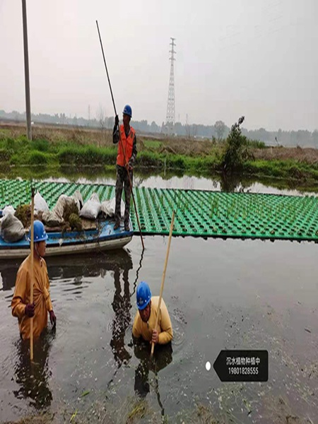 沉水植物种植中