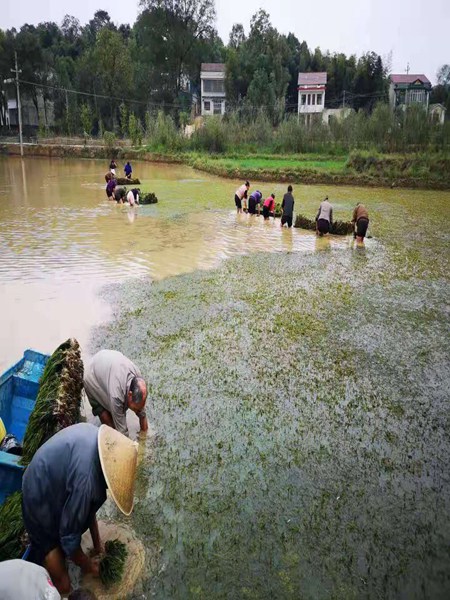 种植案例 (2)